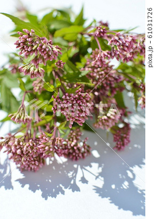フジバカマの花束 フジバカマの花束 61031726