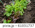サニーレタス 61031737