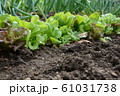 サニーレタス 61031738