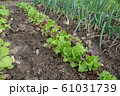 サニーレタス 61031739