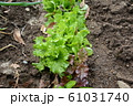 サニーレタス 61031740