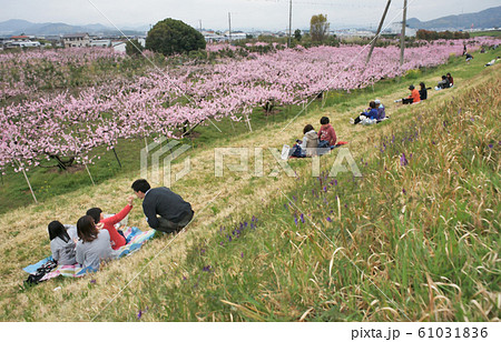 桃の花見をする家族 和歌山桃源郷のイラスト素材