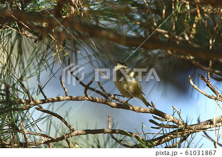 生き物　野鳥　キクイタダキ、小さくて素早く動くので見つけるのが大変 61031867