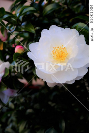 白い椿の花(縦) 白い椿の花(縦) 61031904
