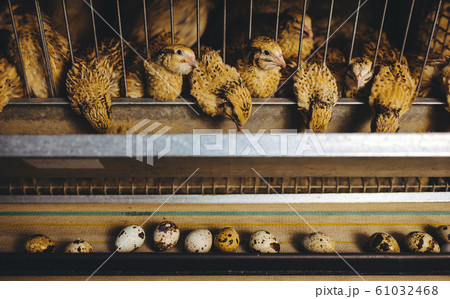 quail bird farm egg cage organic animal poultry 61032468