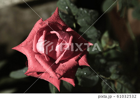 Pearl pink Rose- Single pearl pink rose growing with greenery in the dark background. Selective focus on the rose. 61032532