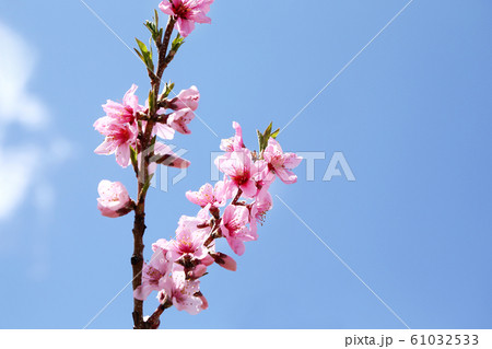 桃の花 桃の花 61032533