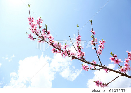 桃の花 61032534