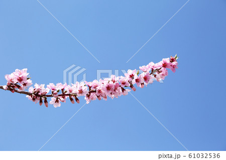 桃の花 桃の花 61032536