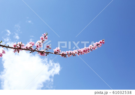桃の花 桃の花 61032538