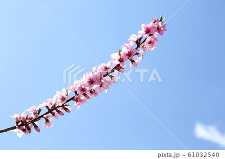 桃の花 桃の花 61032540