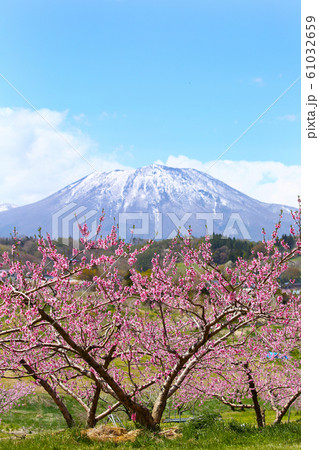 黒姫山と桃の花 黒姫山と桃の花 61032659