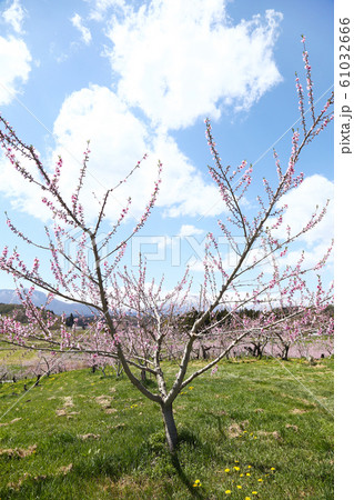 桃畑 桃畑 61032666