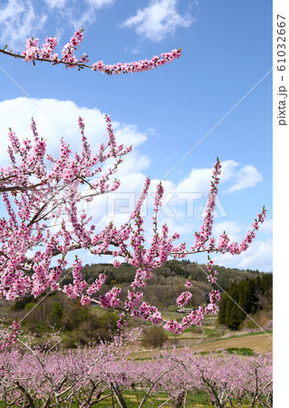 桃の花畑 桃の花畑 61032667