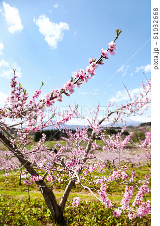桃の花 桃の花 61032668