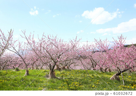 桃の里 61032672