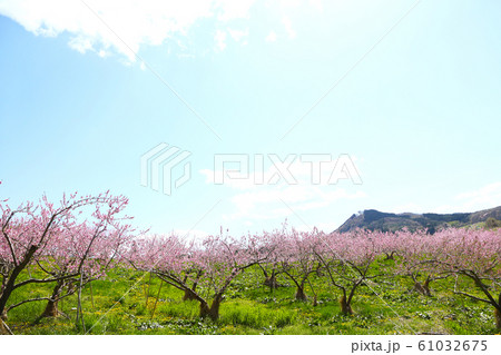 桃の花園 桃の花園 61032675