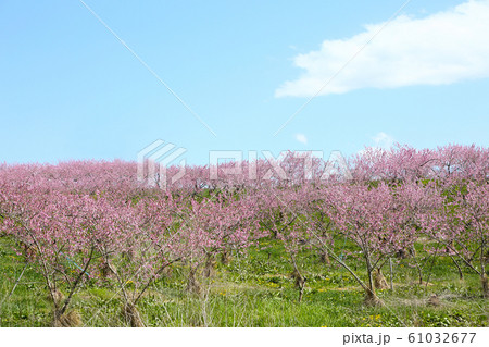 桃の花 桃の花 61032677
