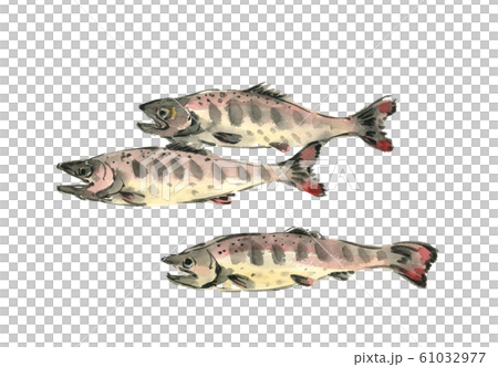 骨董絵画 ヤマメ(山女魚)の3D 水彩画