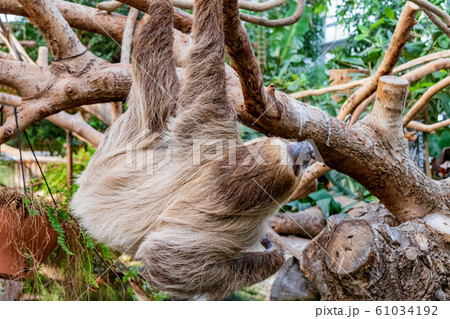 神戸どうぶつ王国のフタユビナマケモノ 神戸どうぶつ王国のフタユビナマケモノ 61034192