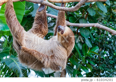 神戸どうぶつ王国のフタユビナマケモノ 神戸どうぶつ王国のフタユビナマケモノ 61034201