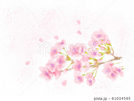 桜の花　春のイメージ水彩画 61034595