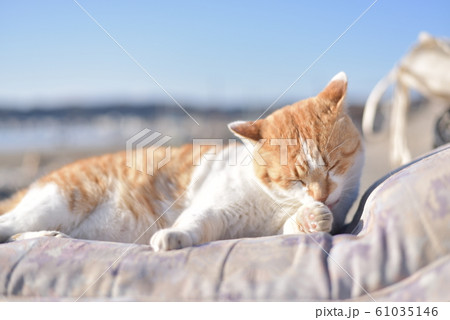 海辺の猫 海辺の猫 61035146