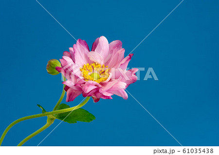 青背景のピンクの可愛い花の写真素材