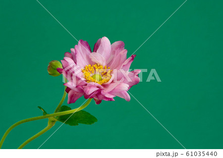 緑背景のピンクの可愛い花の写真素材