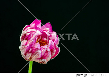 黒背景のピンクの可愛い花の写真素材