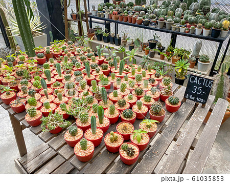 Many small cactus in pot with price for sale Many small cactus in pot with price for sale 61035853