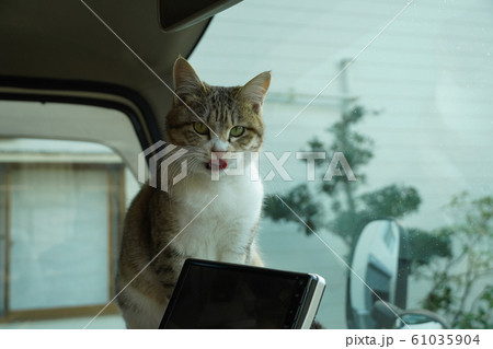 猫・野良猫・キジトラ白・メス・ひめちゃん・盗難防止装置・車上荒らし監視 猫・野良猫・キジトラ白・メス・ひめちゃん・盗難防止装置・車上荒らし監視 61035904