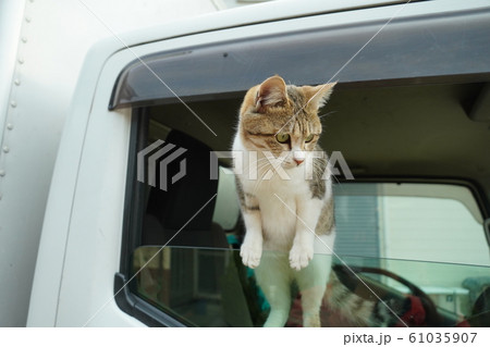 猫 野良猫 キジトラ白 メス ひめちゃん 盗難防止装置 車上荒らし監視の写真素材