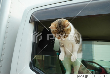 猫・野良猫・キジトラ白・メス・ひめちゃん・盗難防止装置・車上荒らし監視 猫・野良猫・キジトラ白・メス・ひめちゃん・盗難防止装置・車上荒らし監視 61035912