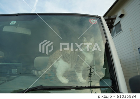 猫・野良猫・キジトラ白・メス・ひめちゃん・盗難防止装置・車上荒らし監視 猫・野良猫・キジトラ白・メス・ひめちゃん・盗難防止装置・車上荒らし監視 61035934