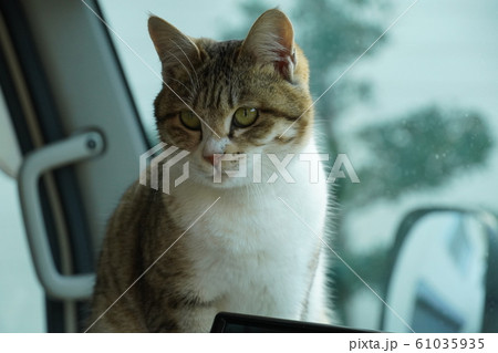 猫・野良猫・キジトラ白・メス・ひめちゃん・盗難防止装置・車上荒らし監視 61035935