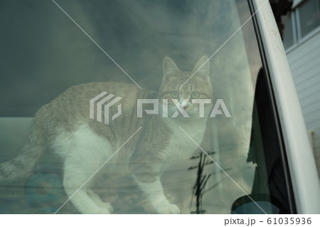 猫・野良猫・キジトラ白・メス・ひめちゃん・盗難防止装置・車上荒らし監視 猫・野良猫・キジトラ白・メス・ひめちゃん・盗難防止装置・車上荒らし監視 61035936