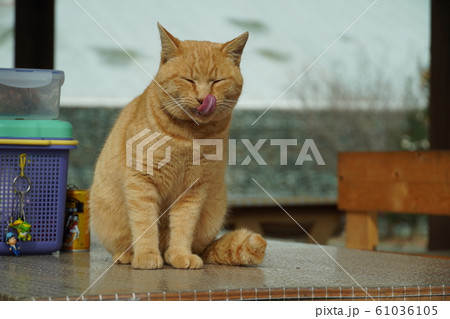 猫・野良猫・茶トラ・チャー坊・キャンプ場・看板野良猫・十二月・癒し系 61036105