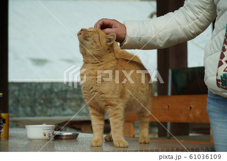 猫・野良猫・茶トラ・チャー坊・キャンプ場・看板野良猫・十二月・癒し 