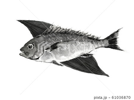 イサキ イサギ  笹 水彩 水墨画風 モノトーン 61036870