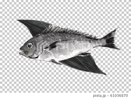 イサキ イサギ  笹 水彩 水墨画風 モノトーン 61036870