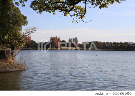 埼玉県久喜市久喜菖蒲公園の風景 61036900