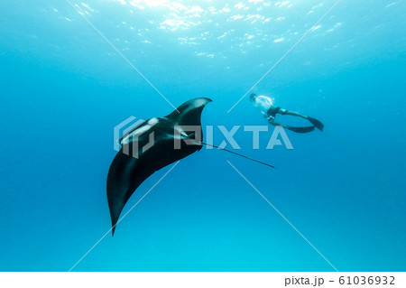 Underwater view of hovering Giant oceanic manta ray, Manta Birostris , and man free diving in blue ocean. Watching undersea world during adventure snorkeling tour on Maldives islands. 61036932