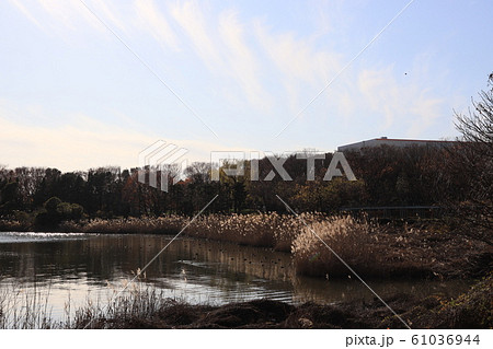 久喜菖蒲公園昭和沼の晩秋の風景 61036944