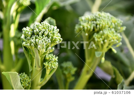 スティックブロッコリー 61037106