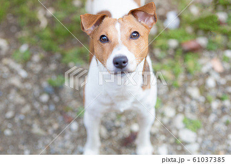 見上げる犬 ジャックラッセルテリアの写真素材
