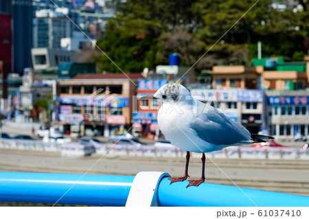 Seagull on the beach in busan,south korea 61037410