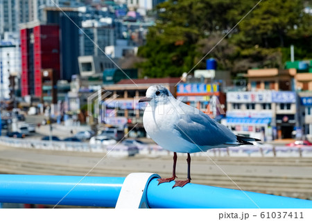 Seagull on the beach in busan,south korea Seagull on the beach in busan,south korea 61037411