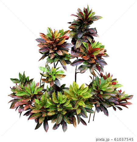 Garden Croton 61037545