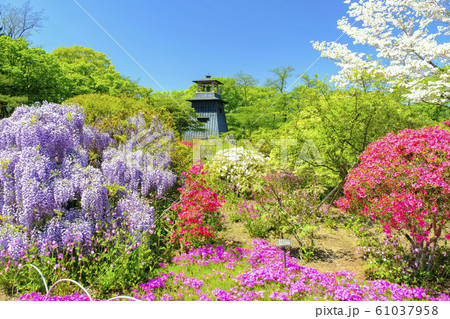 春の花咲く沼田城址公園４ 61037958